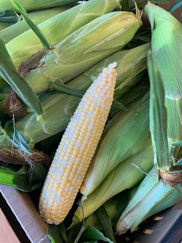 Sweetcorn available in August as pre-picked or pick-your-own