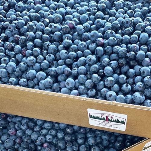 Blueberries can be picked or ordered pre-picked fresh and frozen