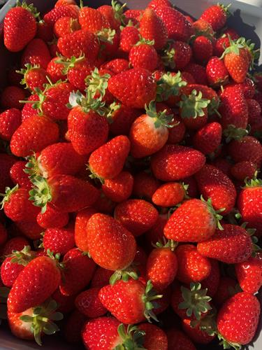 Strawberries are available for order July thru mid-October, not available to pick