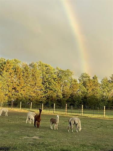 We think it's fitting to have alpacas at the end of the rainbow