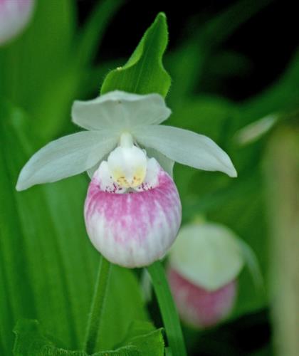 Lady's Slipper