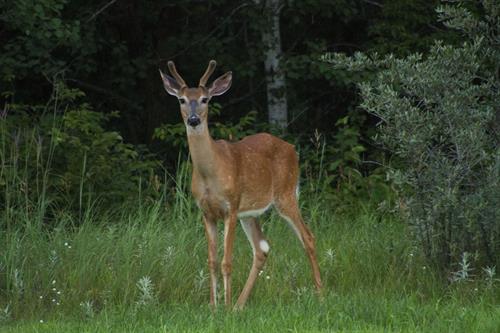 Buck Deer