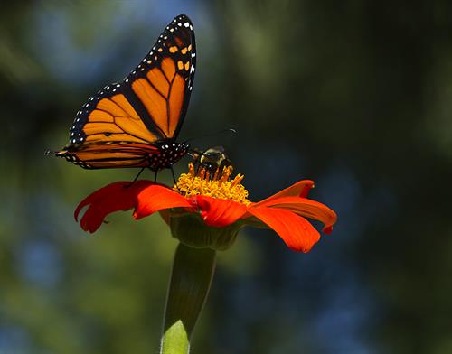 Monarch Butterfly