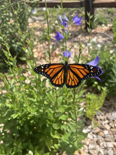 Monarch butterfly in the butterfly garden 