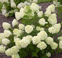 Gallery Image Limelight_Hydrangea.JPG2.JPG