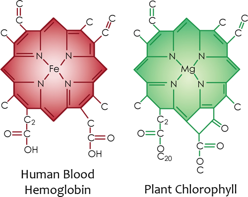 Chlorophyll similar structure to blood
