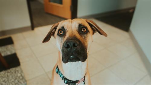Our Office Pup Miles Our Office Pup Miles