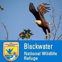 U.S. Fish and Wildlife Service Recognizes 2022 Volunteers at Blackwater National Wildlife Refuge  