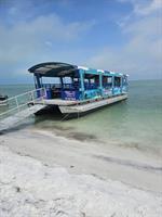 Gallery Image Magic-Dolphin-3-on-Anclote-scaled.jpg