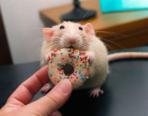 Gallery Image If_you_give_a_mouse_a_cookie.......JPG