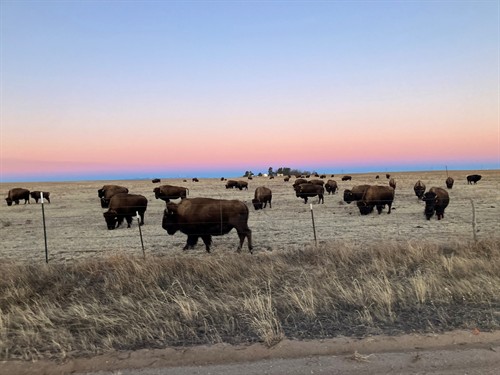 Gallery Image bison_4.jpg