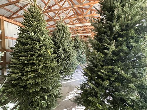Cathedral Christmas Trees