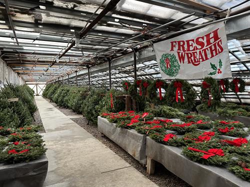 Christmas Trees