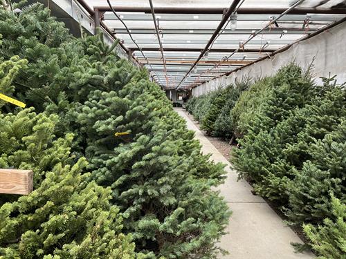 Christmas Trees