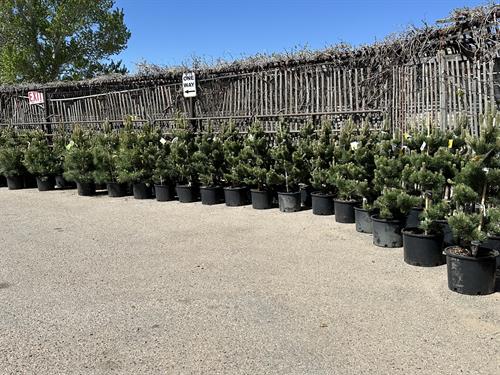 Container Evergreen Trees