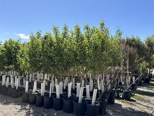 Container Deciduous Trees