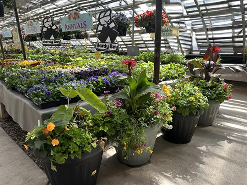 Greenhouse Patio Pots