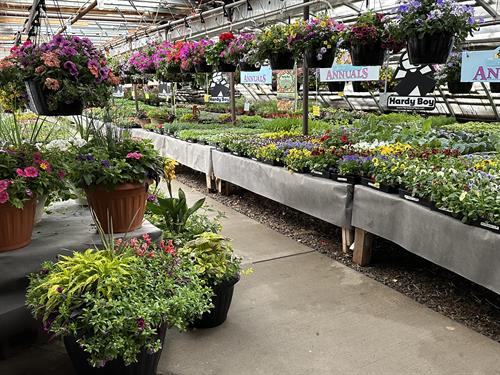 Greenhouse Flowers