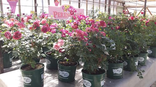 Weeks Roses