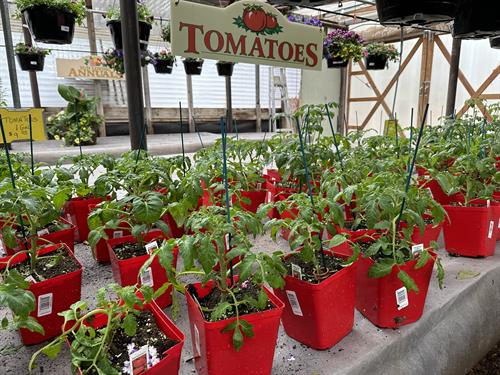 Tomatoes
