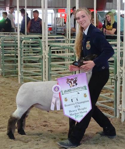 Laramie County Fair FFA Market Sheep Show