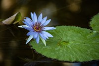 Water Lily