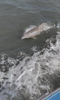 Dolphins Swimming in our wake