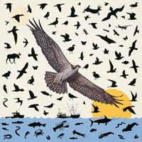 Vero Beach Museum of Art Explores Nature Through the Exhibition James Prosek: At Work