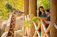 Gallery Image SS_African_Grasslands_Giraffe_Eating_with_Family_2_2016_(1).jpg