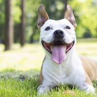 Holler Hounds LLC