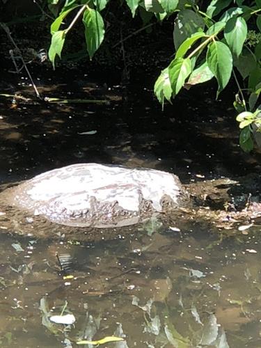 Snapping Turtle at home at the Mill Race