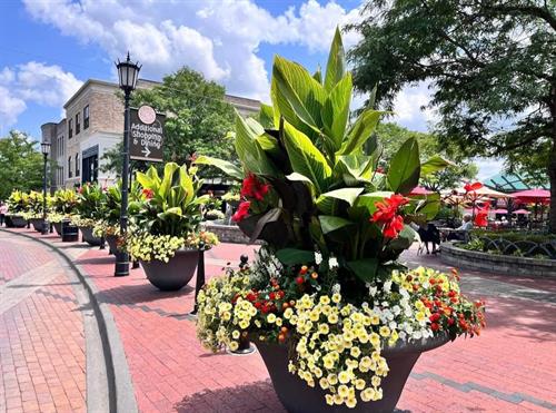 2024 Summer downtown planters by Begonia Brothers