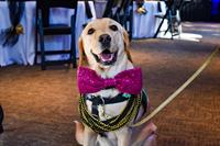 Bowties & Tails gala
