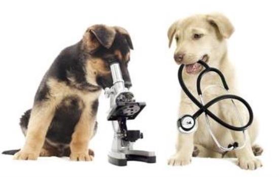 Pets & Veterinary