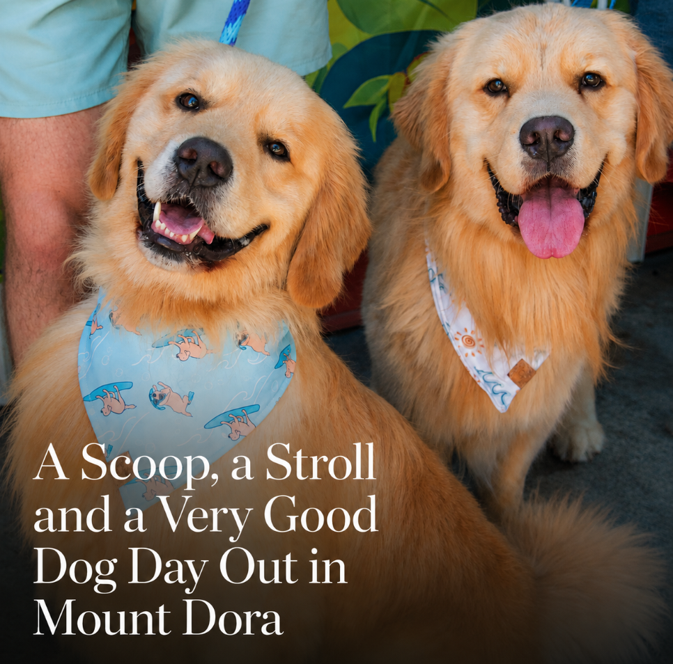 Image for A Scoop, a Stroll and a Very Good Dog Day Out in Mount Dora