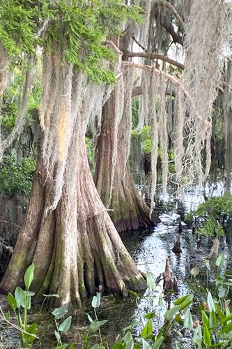 Palm Island Boardwalk in Mount Dora