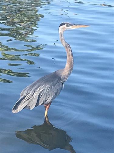 Bird at the Port of Mount Dora