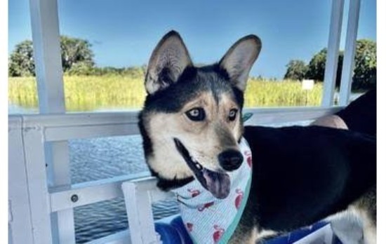 Pets & Veterinary