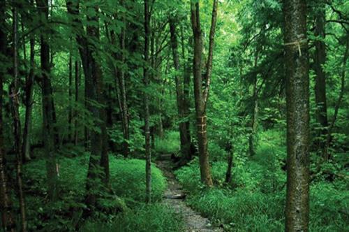 Cleared trails for hikes in the summer, and snowshoeing and cross country skiing in the winter!