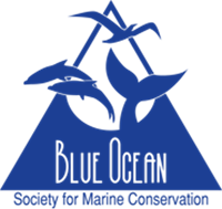 Balloon Releases at Celebrations Now Subject to Penalties