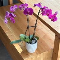Gallery Image orchid.jpg Gallery Image orchid.jpg
