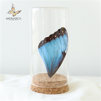 Morpho peleides butterfly wing display. Height: 10 cm. 