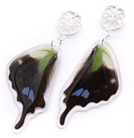 Graphium weiskeii butterfly earrings. Sterling silver filigree posts. 