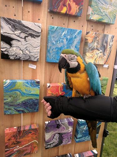 Macaw visiting my booth last summer Macaw visiting my booth last summer
