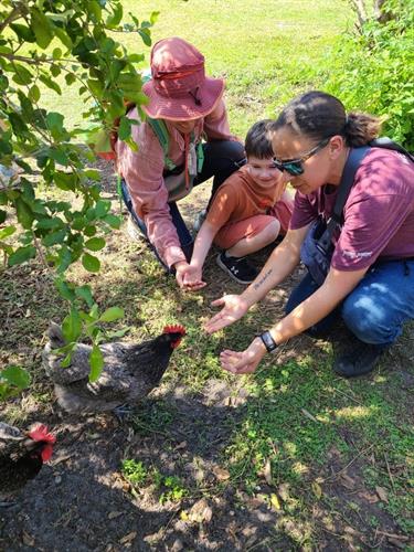 Caring for chickens teaches routine, gentle touch, and everyday problem solving. Caring for chickens teaches routine, gentle touch, and everyday problem solving.