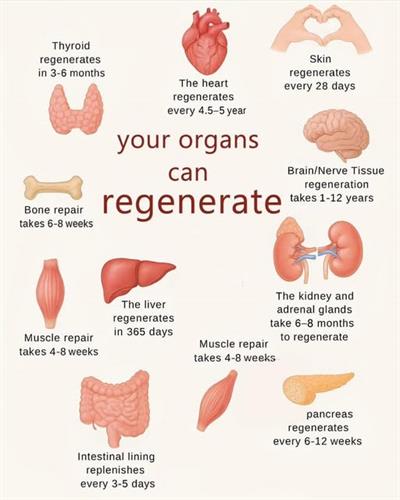Why Detoxing and Cleansing takes time. 