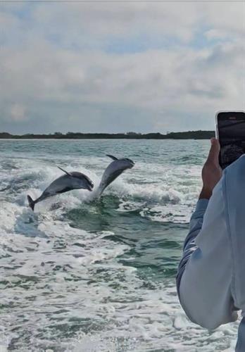 Dolphins showing off for our dolphin tour
