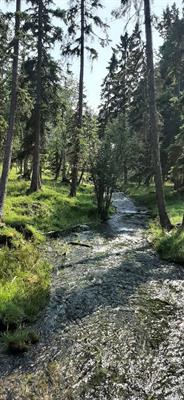 This stream from the spring flows into flathead river