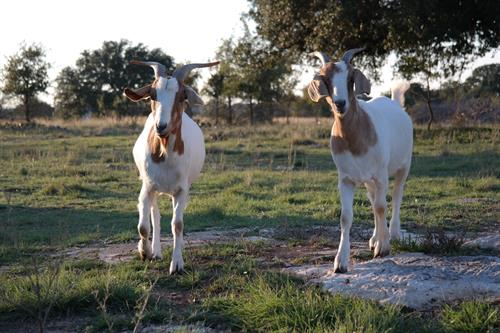 Goats in the pasture.
