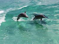 Gallery Image dc-dolphins-1.jpg